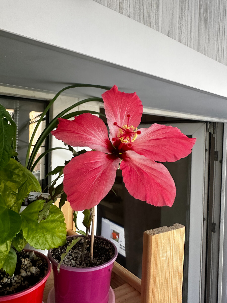 Гибискус Купера Карнавал пестролистный (Hibiscus rosa-sinensis var. cooperi)