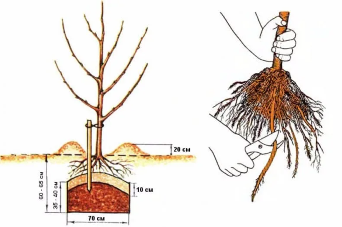 Посадить дерево корня