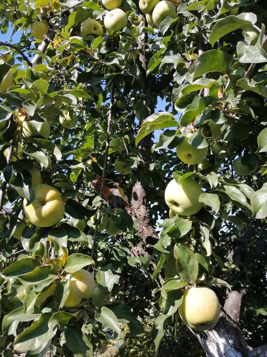 Кутузовец яблоня описание. Яблоня Кутузовец. Дерево Кутузовец яблоня. Яблоня Кутузовец фото. Яблоня весной.