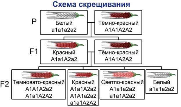 Сцепленное с полом наследование признаков