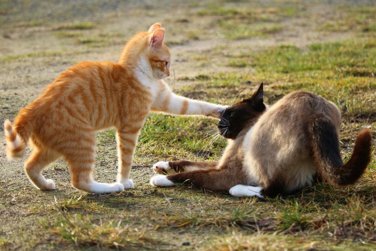 Фото из доступных интернет-ресурсов.https://ya.ru/images/