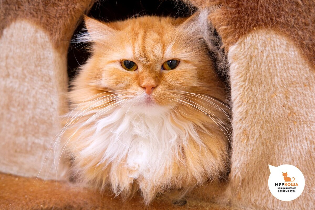 В  недалеком прошлом Мандаринка жила в ужасных условиях в грязной  обшарпанной комнате без мебели и каких-либо удобств в вынужденной  компании еще сорока кошек. Она предпочитает не вспоминать ужасы и тяготы  того времени. 