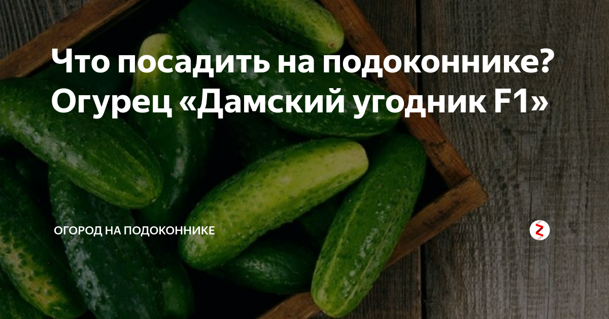 Огурцы дамский угодник фото отзывы