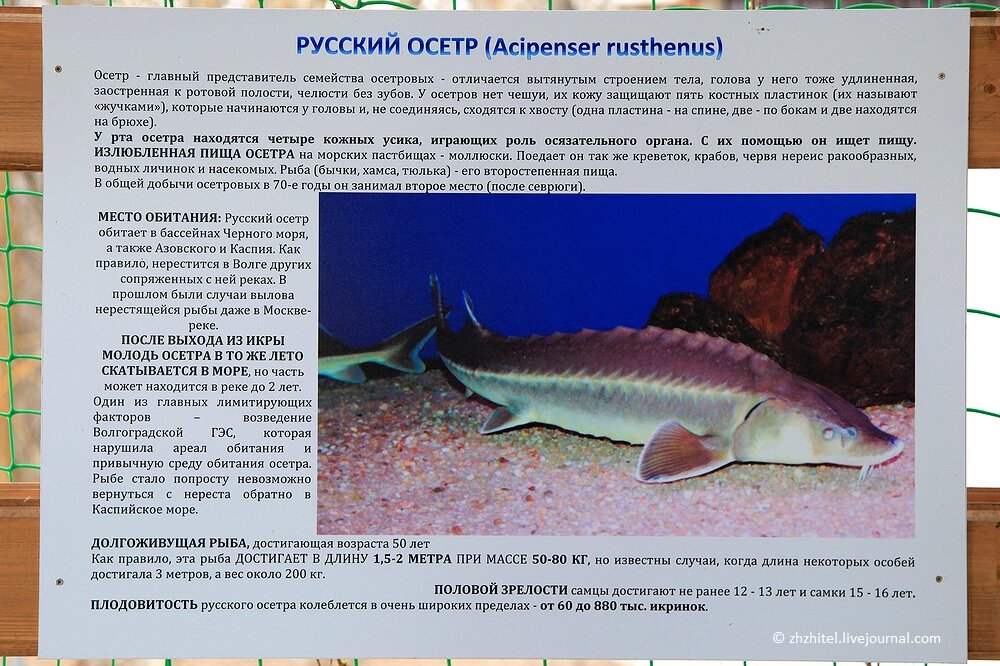 конвергентная эволюция примеры. основные черты строения костных рыб таблица. морфологический и химический состав яйца. хордовые рыбы биология 7 класс. общее строение костных рыб.