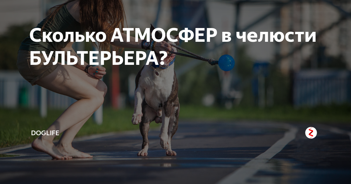 бультерьер. стаффордширский терьер сила сжатия челюсти. бультерьер хватка челюсти. сила сжатия бультерьера. бультерьер атмосфера челюсти.