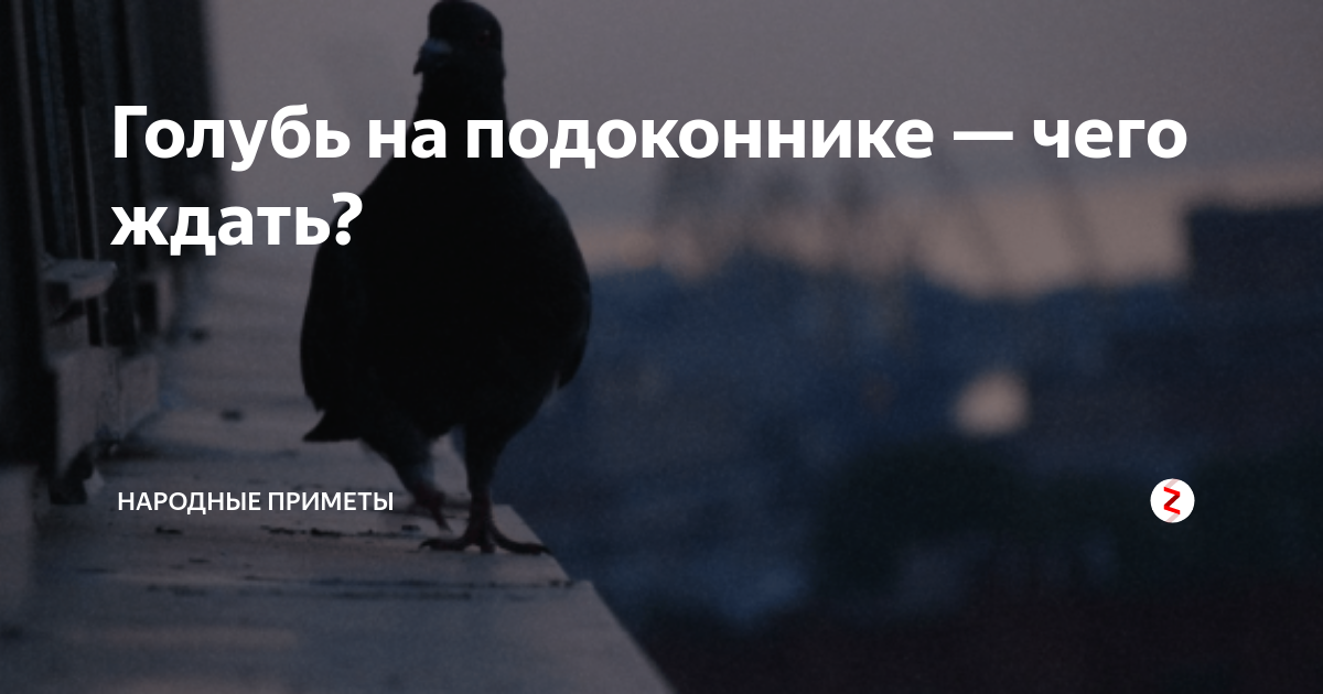 Голубь на подоконнике. Приметы про голубей. Голубь сел на подоконник примета. Голубь в окне к чему примета.