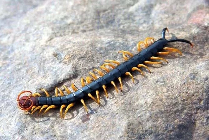 сколопендра