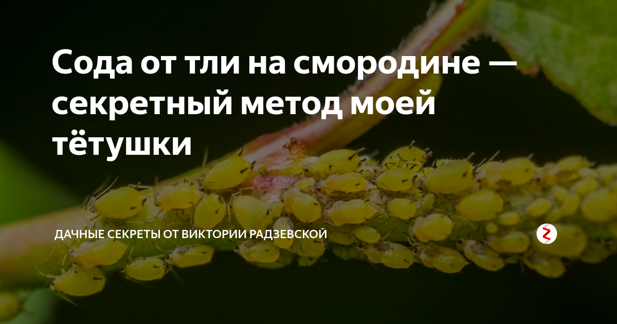 Пищевая сода применяется. Кальцинированная сода от тли. Сода от тли на деревьях , смородине. Сода в огороде от вредителей. Сода от тли на деревьях.