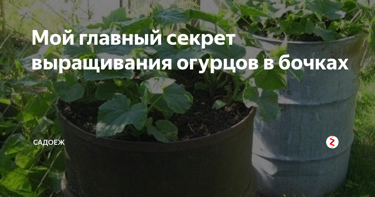 Огурцы в бочке выращивание пошагово схема
