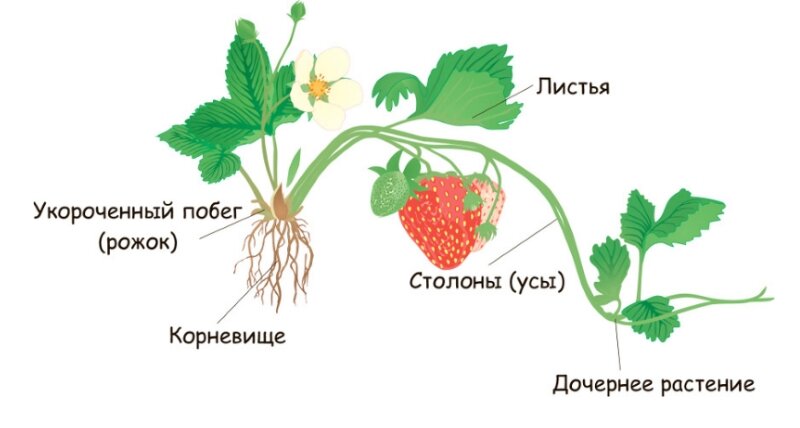 Как получить от клубники самые хорошие усики