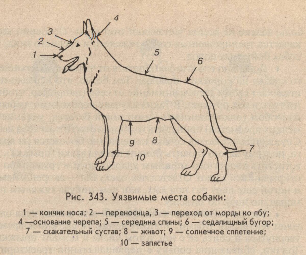 у кого больше член у человека или у собаки фото 55