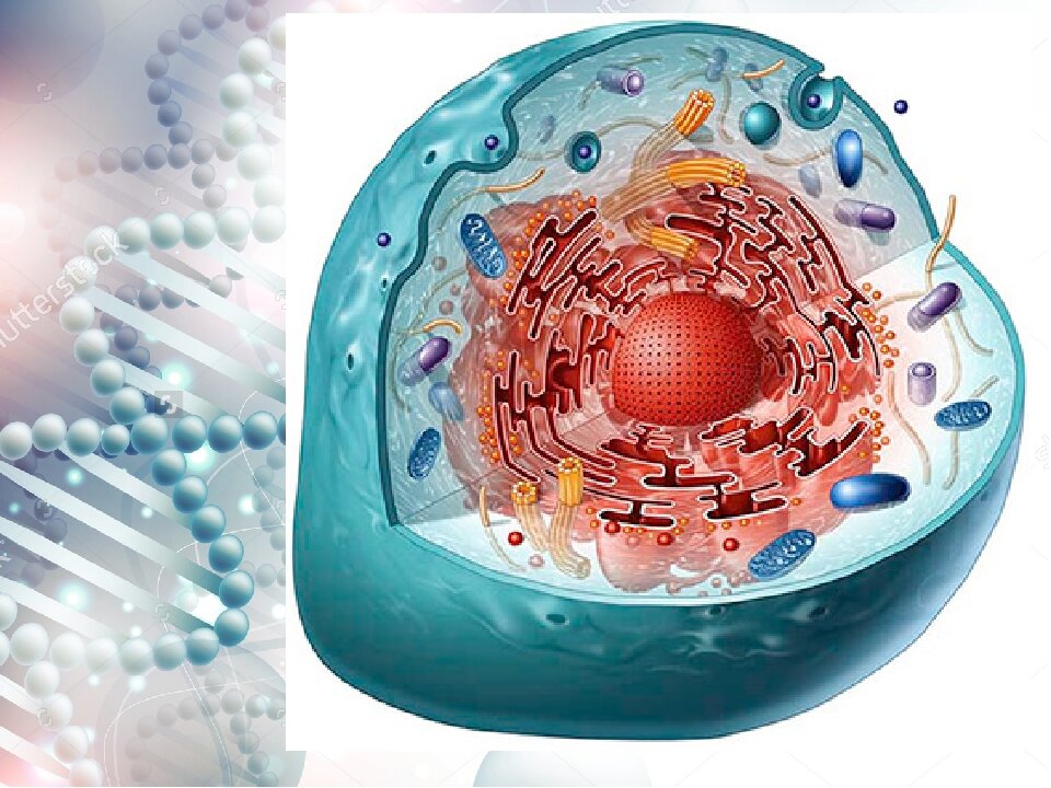 Фото 1. Холестерин содержится в мембранах всех клеток организма, что делает их более прочными и устойчивыми к внешним воздействиям