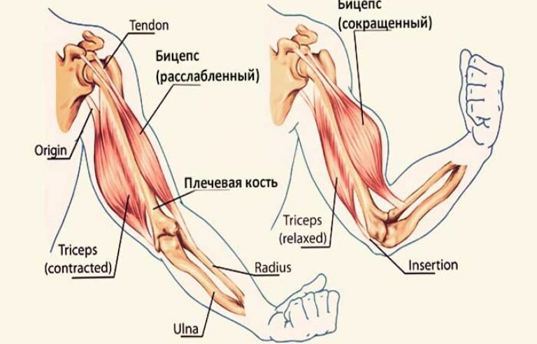 Болит двуглавая мышца. Мышцы руки сгибатели анатомия. Строение сухожилия трицепса. Анатомия мышц и сухожилий локтевого сустава. Мышца сгибатель руки в локтевом суставе.