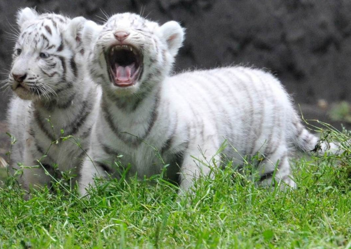 Белые тигрята