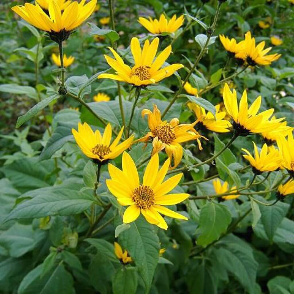 Топинамбур Helianthus tuberosus