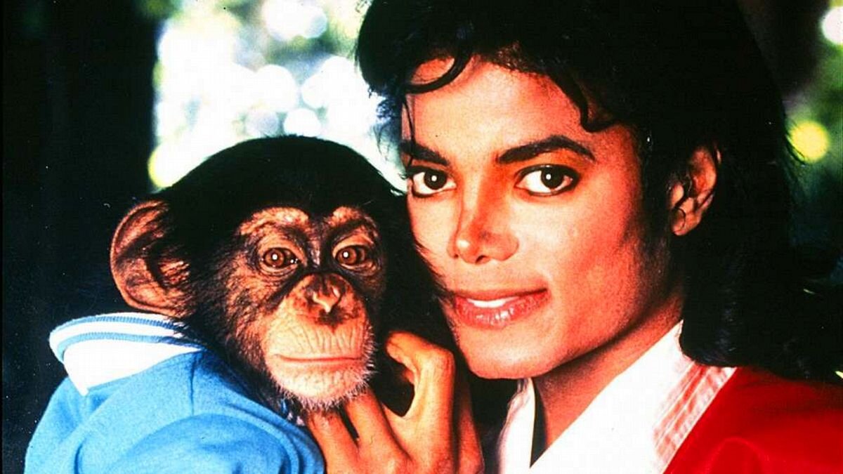Шимпанзе Бабблз сейчас. Обезьянка кинозвезд. Кунц Майк Джексон и Бабблз. Животные миллионеры