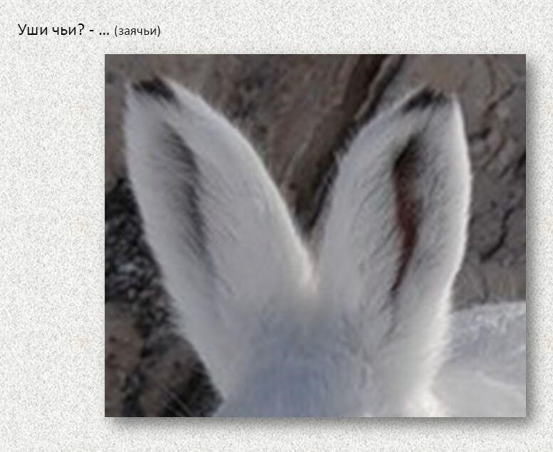 У зайца хвост короткий а уши. Заячьи уши. Уши зайца. Уши заячьи белые. Уши зайца белые.