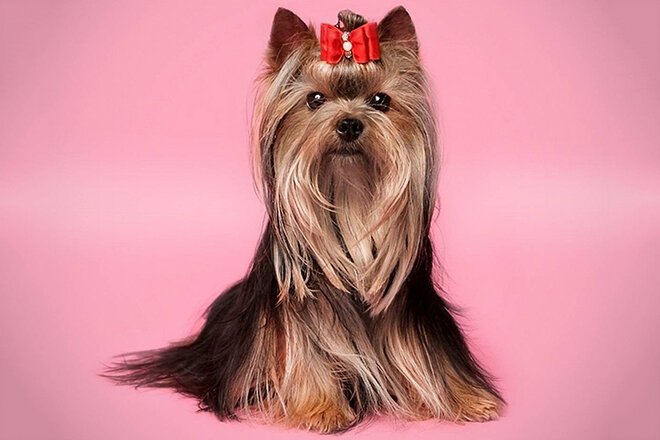 Йоркширский терьер обладает длиной шелковистой шерстью