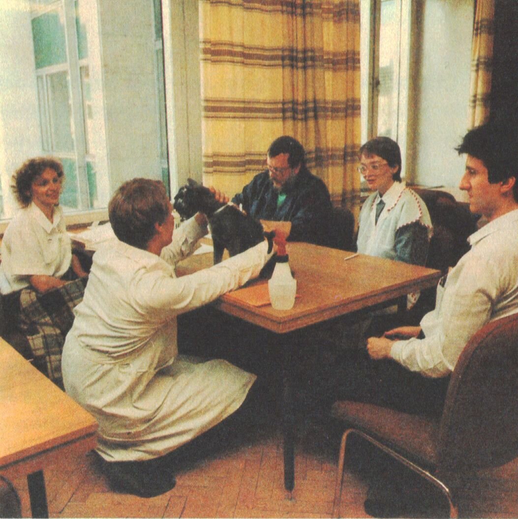 Кошку готовят к участию в выставке.