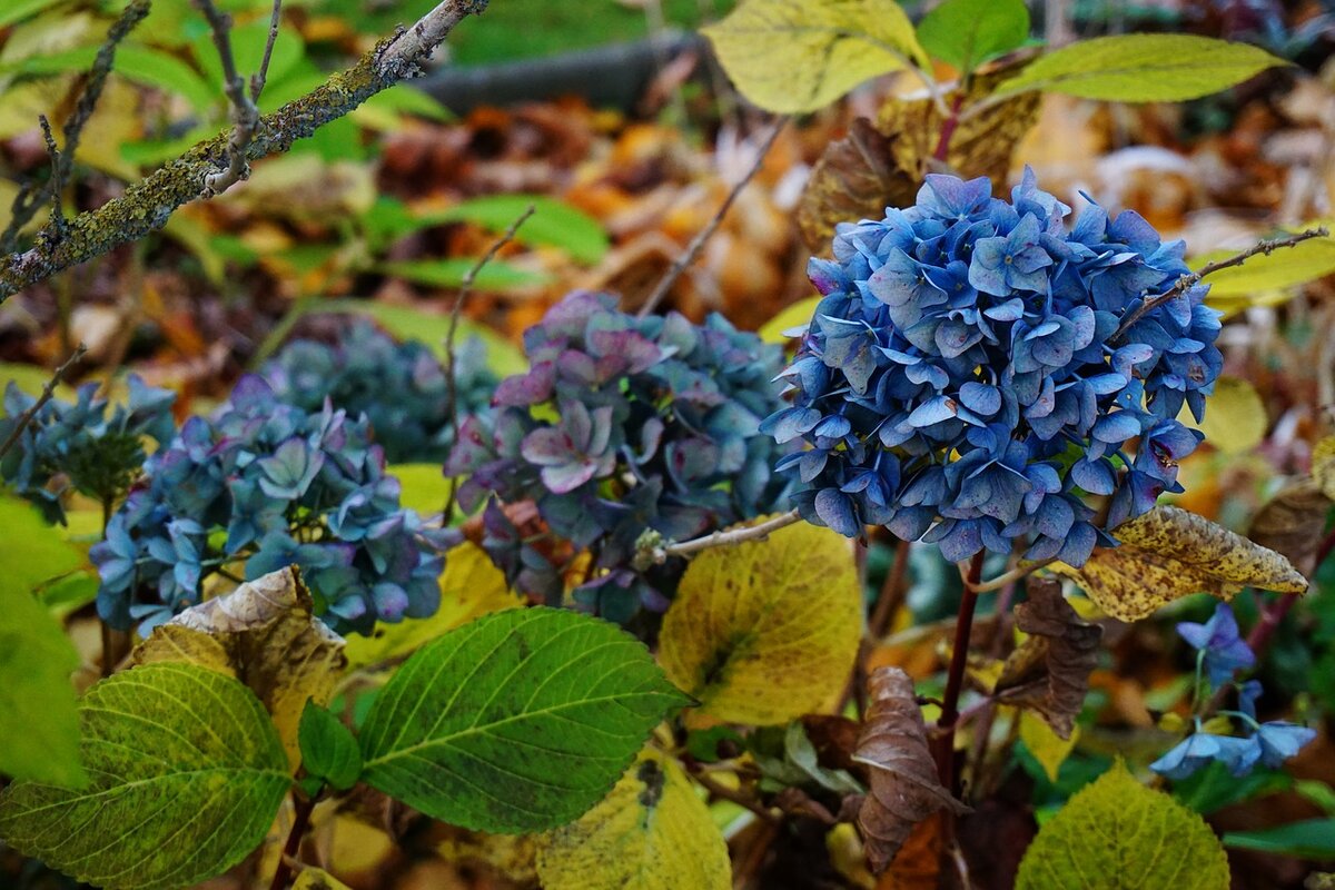 Осенняя гортензия