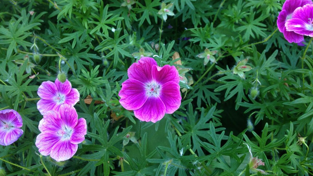 Садовая герань с розовой окраской цветков