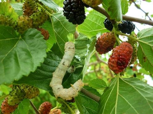  Тутовый шелкопряд на шелковице. Фото с сайта Divom.ru