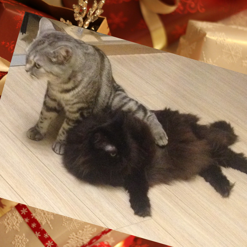 Анфиска Барбариска. Чёрная сибирская кошка , британская кошка.