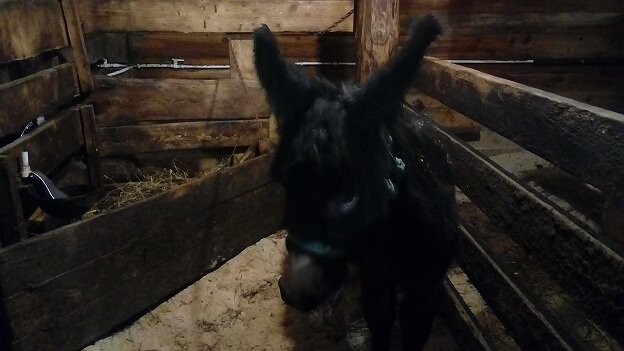 Таким маленьким он к нам приехал.