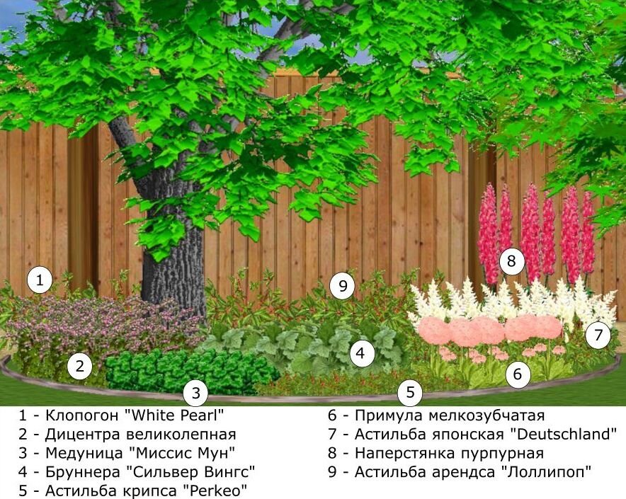 Клумба под деревом в июне