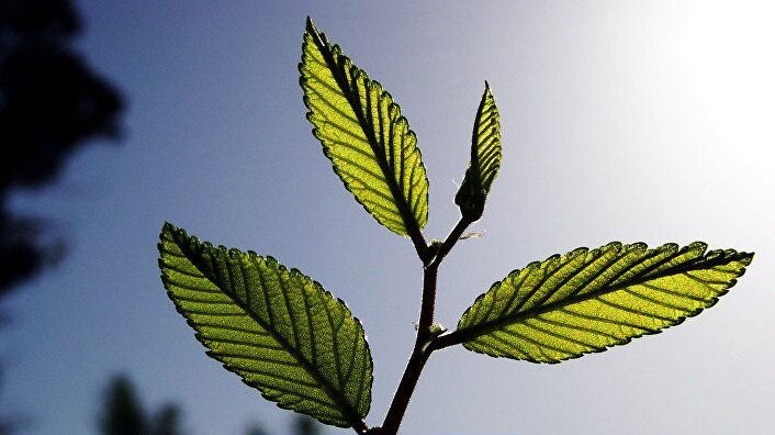 Ученые находят у растений новые способности!