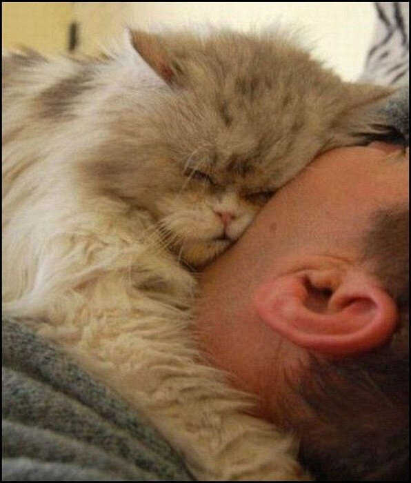 Почему кошки любят спать на своих хозяевах | Кошки | Дзен