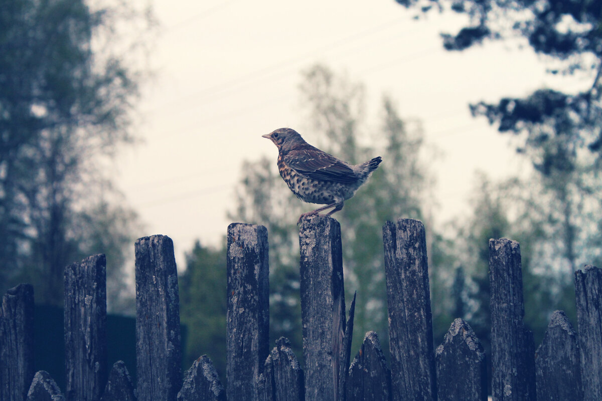 Скворец на заборе