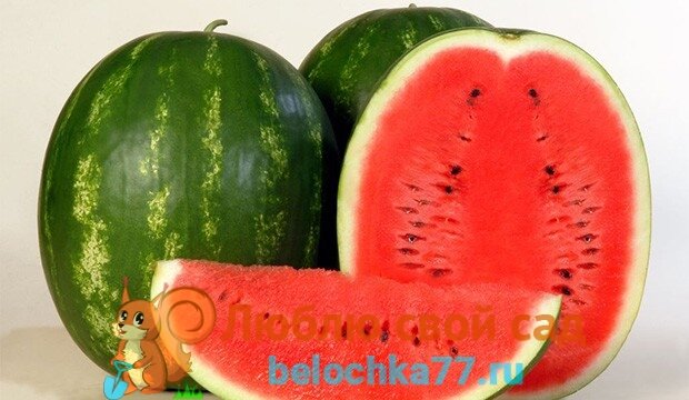 Арбуз Максимус: особенности сорта, характеристика плодов, агротехника выращивания и ухода, отзывы