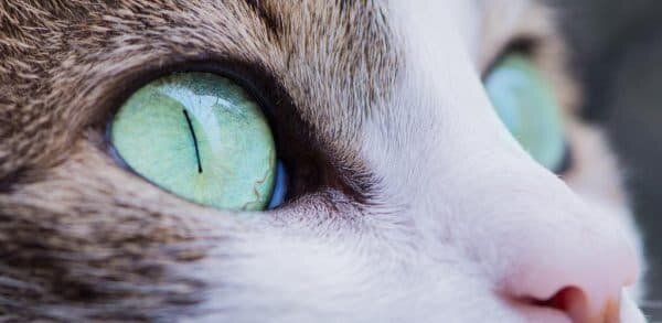 Почему у кота узкие зрачки | Коты и кошки | Дзен