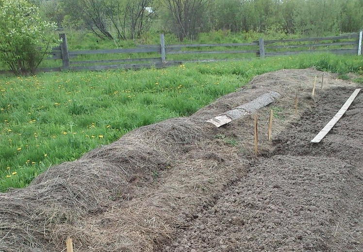 ЭТО ФОТО_ ТО ЧТО ДОЛЖНО ПОЛУЧИТЬСЯ В САМОМ КОНЦЕ. ВАЛИК ИЗ СЕНА, КОТОРОЕ СГРЕБЛИ НА КРАЙ И НОВЫЕ ГРЯДКИ ИЛИ УЧАСТОК ПОД КАРТОШКУ. НА ЭТОМ ФОТО ВИДНО, ЧТО Я РЕШИЛА СДЕЛАТЬ ГРЯДКИ И ДЕЛАЮ РАЗМЕТКУ. (ЗА ЗАБОРОМ_ БОЛОТО)