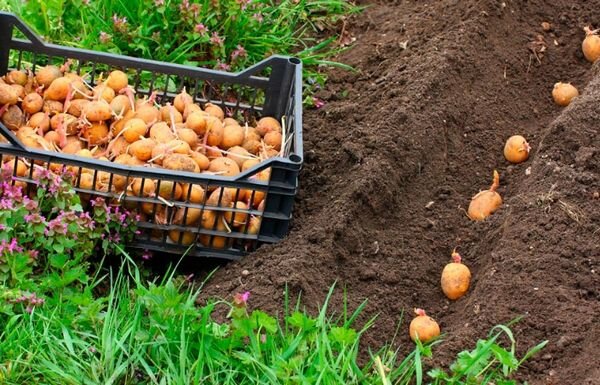 Картофель – обязательный овощ на многих участках. О том, как за ним ухаживать и как его выращивать знают многие огородники.-2