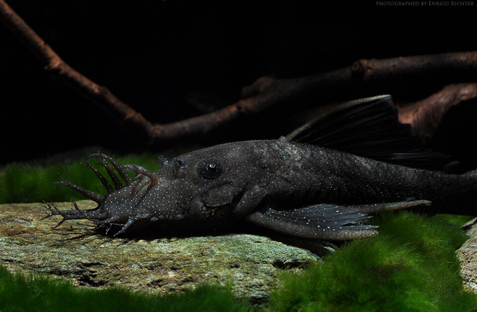 Источник фото: loricariidae.info