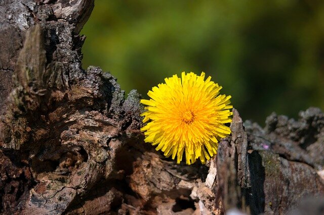 Фото с сайта pixabay.com