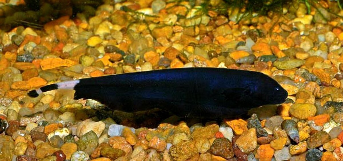 Аптеронотус черный. Рыба нож Аптеронотус. Черный нож рыба. Нож черный (Аптеронотус) (4-5см). Какая рыба нож