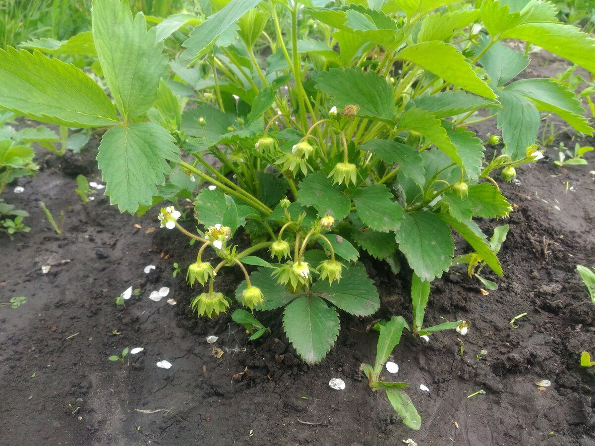 Виктория в цвету