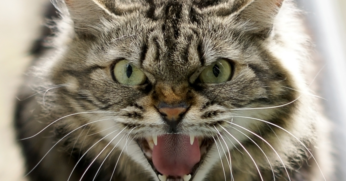 Серый готов бороться, вот только сможет ли справиться?