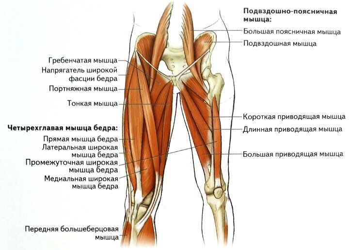 Польза тренировки мышц ног