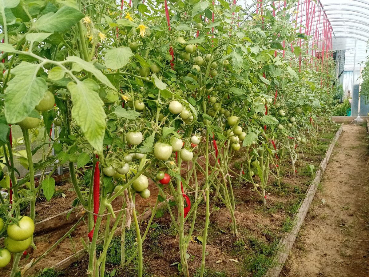 Томат черри земледелец. Малиновый земледелец партнер. Черри земледелец f1. Малиновый земледелец партнер. Томат земледелец f1.