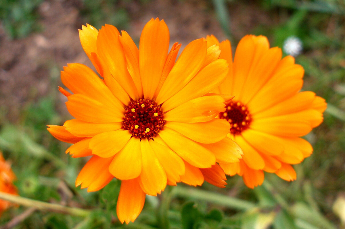 Фото из открытого источника