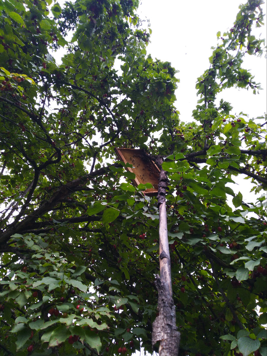 Палка что надо :D