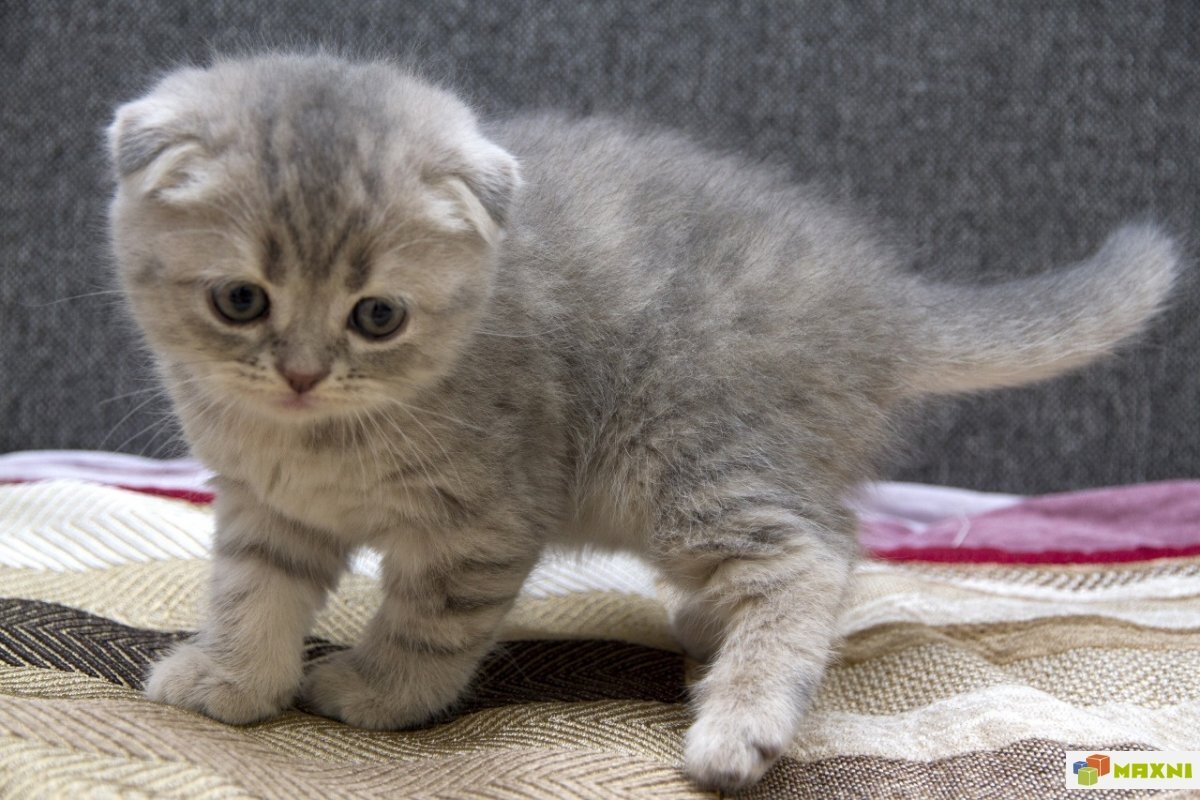 Яндекс фото.