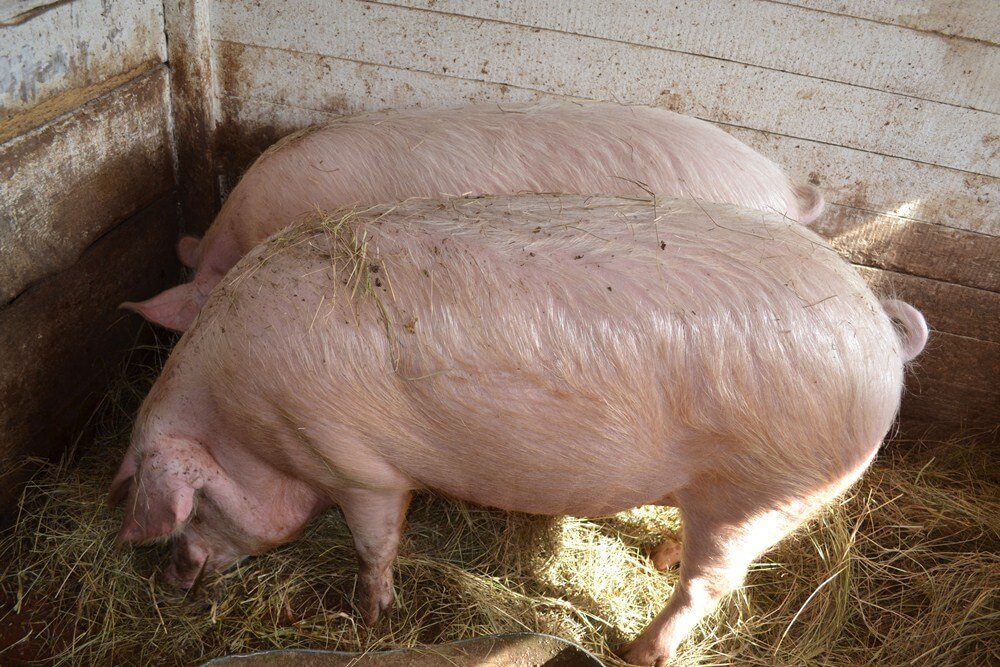 Свиньи ландрас 150 кг. Ландрас (порода свиней). Свиноматка ландрас. Свиная порода ландрас. Мясо домашних свиней