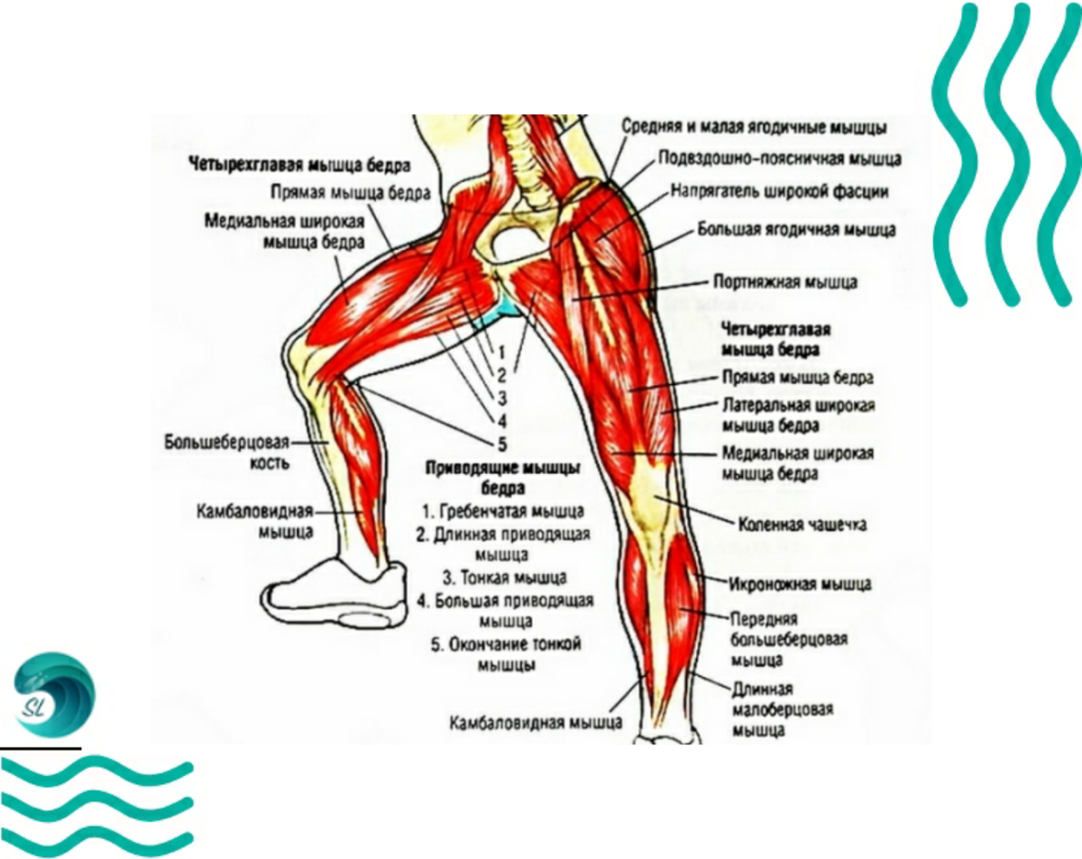 Плавание и мышцы тела. Плавание брасс мышцы задействованы. Мышцы бедер и ягодиц анатомия. Мышцы при плавании. Группы мышц при плавании.