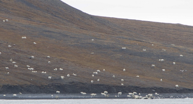 На острове Врангеля самая высокая плотность полярного медведя 