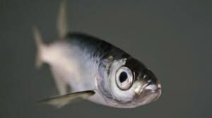 Типичная уклейка!
